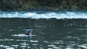 Isabel Vander Stoep / The Chronicle
A sea lion, about 70 miles upstream from the Columbia River, pokes its head above the water on the Cowlitz River where hatchery salmon were released in this 2023 Chronicle file photo.