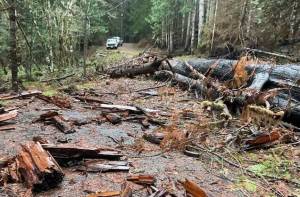 M. Hutchinson / Forest Service
Cleanup is underway at the Dry Copper Creek Road located at the northwest end of Lake Cushman.