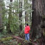 Rep. Emily Randall (D-6th District) visits an area of the Quinault Indian Nations forestland. (Paris Crawford / Office of Rep. Emily Randall)