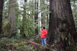 Rep. Emily Randall (D-6th District) visits an area of the Quinault Indian Nations forestland. (Paris Crawford / Office of Rep. Emily Randall)
