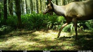 Skokomish Tribe
A snapshot of an elk caught by a wildlife tribal camera.