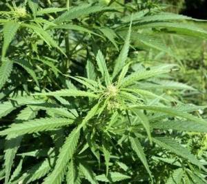 Wikimedia Commons
Discarded marijuana at a Pacific County processing facility was a cause for excitement.