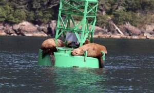 File photo
Federal lawmakers are advocating more intense efforts to control sea lions that target salmon in the Columbia River.
