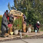Andrea Watts / The Daily World
The McCleary Bears are dressed up for Valentines Day.