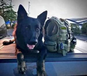 Observer file
K-9 Kovas utilization has stalled within the Pacific County Sheriffs Office.