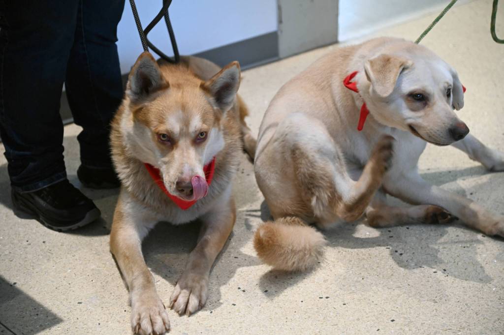 Husky mix Cyrus licks his snout while Benny, a yellow lab scratches an itch inside the lobby at Stafford Creek Corrections Center. The dogs will live with incarcerated handlers for 12 weeks where theyll receive obedience training as part of the Freedom Tails program.