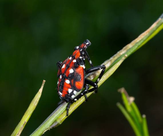 <p>Stephen Ausmus / USDA</p>
                                <p>The spotted lanternfly is an invasive species that would be devastating to Washington state&rsquo;s agriculture sector if it arrives.</p>