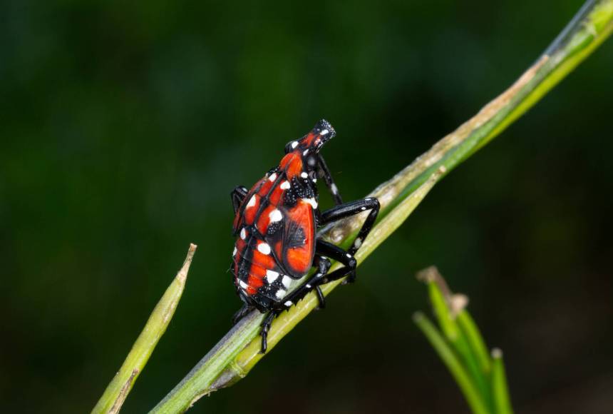 <p>Stephen Ausmus / USDA</p>
                                <p>The spotted lanternfly is an invasive species that would be devastating to Washington state&rsquo;s agriculture sector if it arrives.</p>