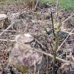 Andrea Watts / The Daily World
In January, Bonnell Tree Technicians cut down the 12 berry-bearing English holly trees in the city of Elmas Masonic Cemetery. English holly is on the Grays Harbor 2025 noxious weed list as a Class C.