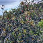 Andrea Watts / The Daily World