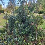 Andrea Watts / The Daily World
English holly trees have extensive root systems, which make them difficult to kill even after being cut down. This holly tree had been cut down some years earlier and resprouted from the base.