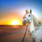 Mermaid Festival
The Pacific Northwest Unicorns.