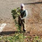 Andrea Watts / The Daily World
The English ivy had been growing for decades at the site, resulting in an extensive root system, as evidenced by the section of root that Kelsey Hunter, education and outreach program manager with Grays Harbor Conservation District is holding. Old-growth ivy is how Helen Hepp, an emeritus board member of Friends of Schafer Lake and Lake Sylvia, described the ivy plants.