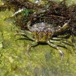 Chinook Observer file photo
European green crab like this one have proven to be one of the most destructive invasive species on the planet. Their population has exploded in Willapa Bay, threatening the ecology and economy of Pacific Countys vital estuary.