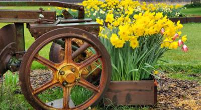 Andrea Watts photos / The Daily World
The daffodils are in bloom at Satsop Bulb Farm, which is located at 930 Monte Elma Rd. in Elma. Daffodils and other spring plants are available for purchase.