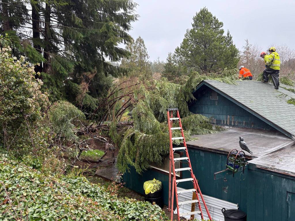 Jerry Knaak / The Daily World
Bonnell Tree Technicians cut up and remove a fallen tree from the roof of a house on the 1000 block of Olympic View Way in Aberdeen on Thursday.