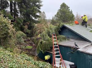 Jerry Knaak / The Daily World
Bonnell Tree Technicians cut up and remove a fallen tree from the roof of a house on the 1000 block of Olympic View Way in Aberdeen on Thursday.