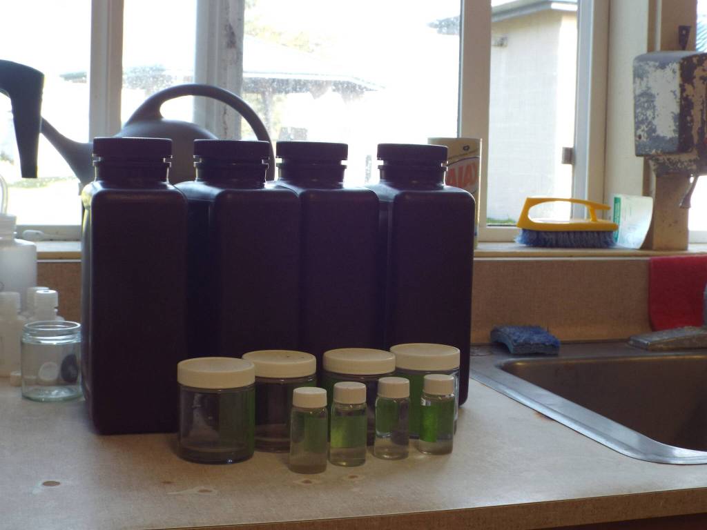 At each site Micah Rogers visits, she collects seawater samples that are then used in specific analyzes, such as the enzyme-linked immunosorbent assay, a chlorophyll sample and count sample.