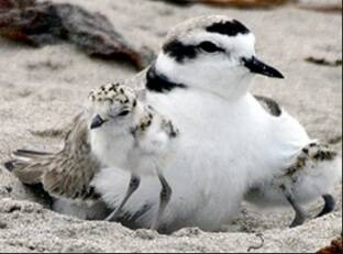 WSDOT
Adult Snowy Plover and two chicks