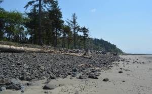 Washington State Department of Ecology
The 1.1 mile long North Cove beach is located along the north entrance to Willapa Bay in Pacific County and was once the fastest eroding ocean beach on the U.S. West Coast.