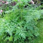 Grays Harbor Noxious Weed Control Board
This spring, the Grays Harbor Noxious Weed Control Board is asking residents to be on the lookout for poison hemlock, which is designated for control in Grays Harbor County.