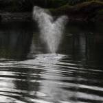 Ezra McCampbell / For The Daily World
Willapa Willy spotted miles up the Willapa River on Thursday.