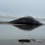 One of two dead gray whales found on the beach in Ocean Shores on Friday morning.