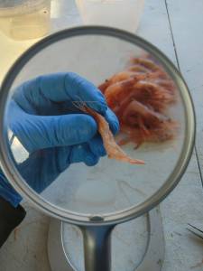 WDFW
A WDFW coastal shellfish team member samples pink shrimp to determine size, sex and age.