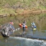 Ezra McCampbell photos / For Daily World
A necropsy underway on the Willapa River on Monday.