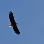 A bald eagle soars over the decomposing body of the gray whale dubbed Willapa Willy.