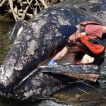 An official with the Gray Whale Necropsy cuts into the gray whale.