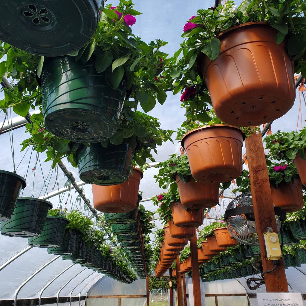 Garden Starts Nurserys greenhouses are filled with hanging baskets, and for this season, they assembled more than 2,000. The exact count is unknown, as they lost count at 2,000.