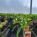Tomato plants galore with 33 varieties to choose from at Garden Starts Nursery. How many tomato plants? Over 5,000 said Gerry Whitney.