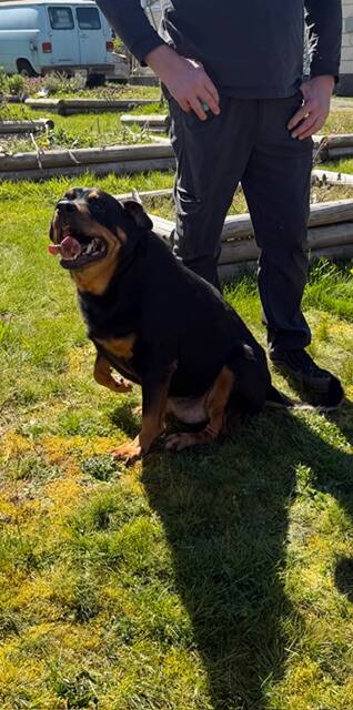 The occupants pet dog Cricket happily escaped Thursdays house fire out the back door.