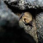 A bat hibernating in a cave.