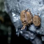 WDFW photos
Four Townsends big-eared bats hibernate together in a cave. These bats will hibernate in colonies, often with their large ears tucked and huddled together.