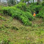 Andrea Watts / The Daily World
Also at Mill Creek Park, a Washington Conservation Corps crew with 10,000 Year Institute crew cleared large swaths of invasive blackberry, after which goats with House Goat Haven will browse the area.
