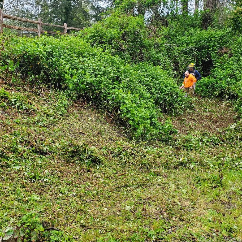 Andrea Watts / The Daily World
Also at Mill Creek Park, a Washington Conservation Corps crew with 10,000 Year Institute crew cleared large swaths of invasive blackberry, after which goats with House Goat Haven will browse the area.