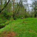 At Mill Creek Park, Danika Davis and Andrew Will with the Grays Harbor Noxious Weed Control Board cleared out blackberry and planted native plants, such as bigleaf maple, native crab apple and western hemlock along the stream bank. Andrea Watts / The Daily World