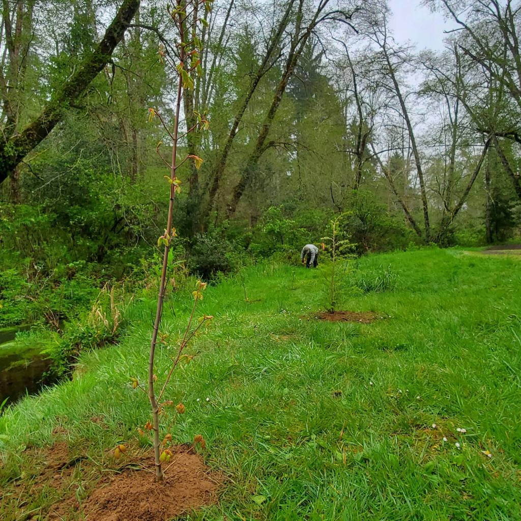 At Mill Creek Park, Danika Davis and Andrew Will with the Grays Harbor Noxious Weed Control Board cleared out blackberry and planted native plants, such as bigleaf maple, native crab apple and western hemlock along the stream bank. Andrea Watts / The Daily World