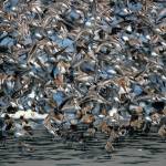 The Daily World file photo
Shorebirds fly in dense flocks during their spring migration through Grays Harbor.
