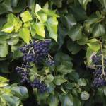 Washington State Department of Transportation
The English Ivys leaves and stems contain a sap that can cause a rash.