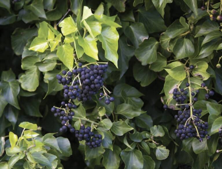 Washington State Department of Transportation
The English Ivys leaves and stems contain a sap that can cause a rash.