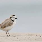 USFWS
The western snowy plover is a tiny shorebird with a gray back and dark patches on either side of the neck, behind the eyes, and on the forehead.