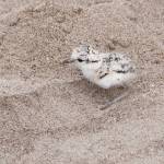 Jerry Kirkhart / USFWS
A snowy plover chick standing on a sandy beach.