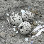 WDFW
Plovers lay eggs in small scrapes or divots directly in the sand. The eggs speckled appearance helps them blend in to the sandy surroundings, appearing like rocks.