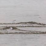 WDFW
Snowy plovers often like to nestle down in tire tracks in the sand. This underlines the importance of staying on the lookout for plovers while driving on the beach.