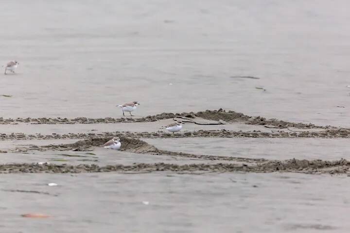WDFW
Snowy plovers often like to nestle down in tire tracks in the sand. This underlines the importance of staying on the lookout for plovers while driving on the beach.