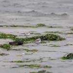 WDFW
Snowy plovers are often seen by small piles of marine vegetation, called racklines. These provide food sources for plovers in the form of marine arthropods and also help provide shelter.