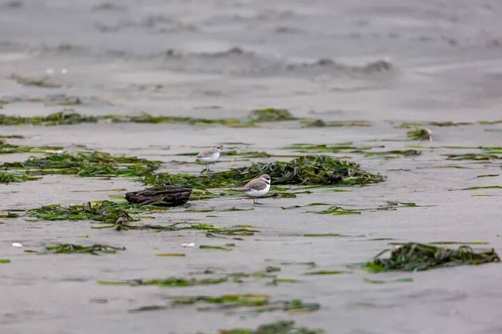 WDFW
Snowy plovers are often seen by small piles of marine vegetation, called racklines. These provide food sources for plovers in the form of marine arthropods and also help provide shelter.